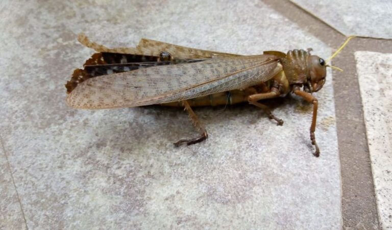 Bestiario. Este tipo de tucura puede alcanzar los 13 centímetros. Se alimenta de los árboles del monte