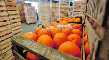 El citrus es uno de los productos que más impacta entre los dedicados al mercado externo.