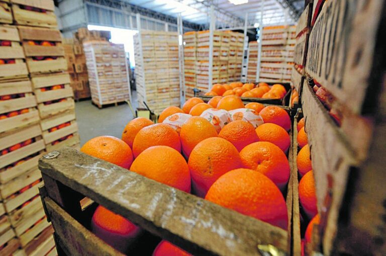 El citrus es uno de los productos que más impacta entre los dedicados al mercado externo.