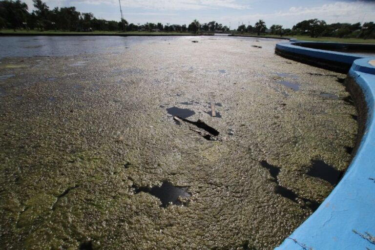 Algo huele mal. Actualmente el lago del parque General Belgrano es un ejemplo de cuerpo eutrófico