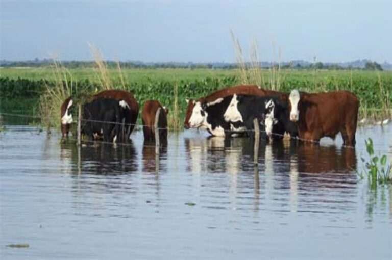 En la zona de Paranacito prácticamente no queda tierra seca para poder tener los animales por el desborde de los ríos y arroyos.