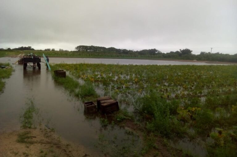 Pérdidas. Los productores santafesinos están desesperados y aseguran que no pueden volver a sembrar. Gentileza.