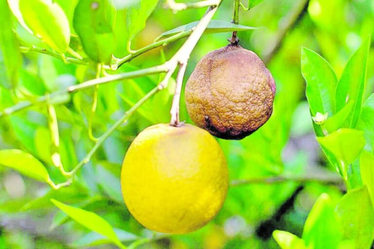 La enfermedad se propaga de manera rápida a través de un vector