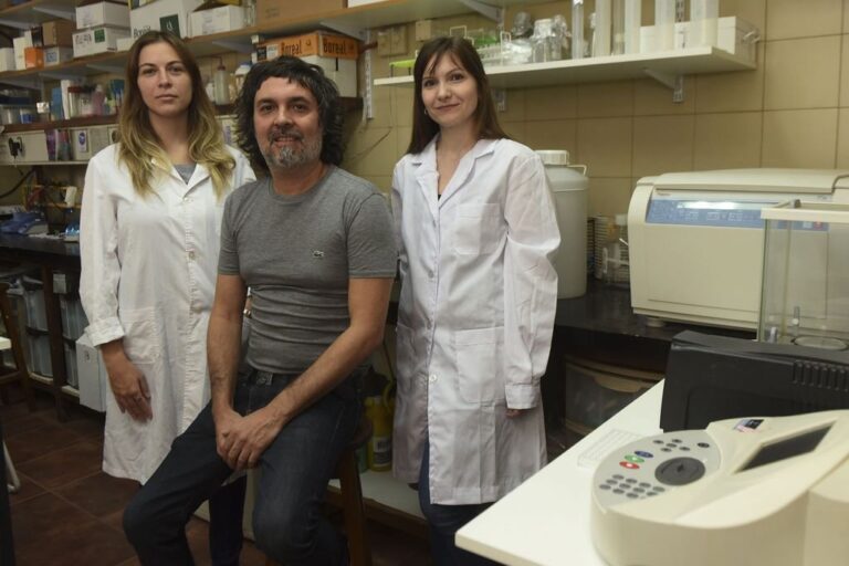 Los expertos del Instituto de Fisiología Experimental hallaron que quitar glucosa o administrar una droga inhibidora de la respiración mitocondrial logra detener la migración y la invasión de células de hepatocarcinoma. Gentileza: Ifise.