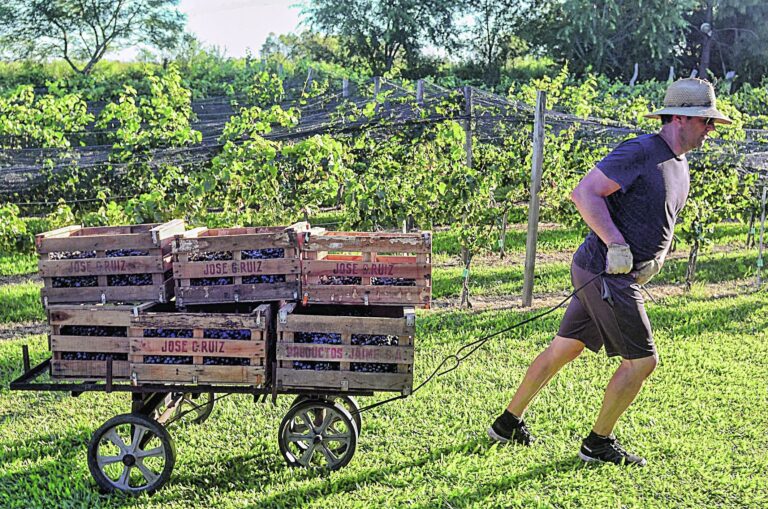 La inversión en producción vitivinícola es de largo aliento. Gustavo Cabral