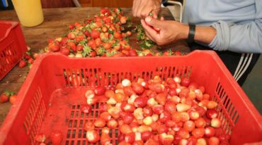 La frutilla