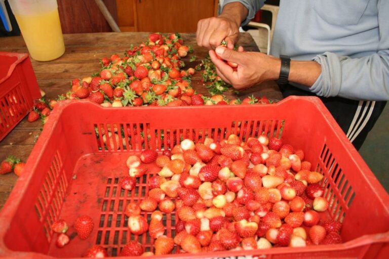 La frutilla