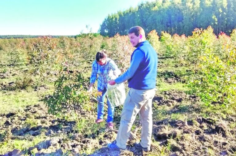 La actividad forestal demanda inversiones de largo aliento