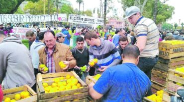Entre cítricos