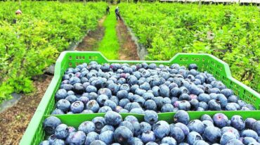 Para este año los productores estiman exportar 12 mil toneladas de arándanos.