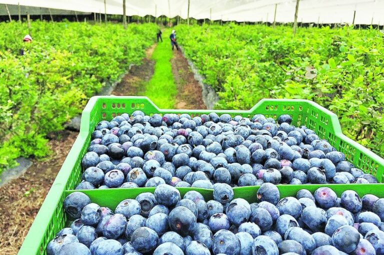 Para este año los productores estiman exportar 12 mil toneladas de arándanos.