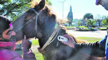La colocación de chips en los animales es para identificar a sus dueños. Gentileza Municipalidad Concepción del Uruguay
