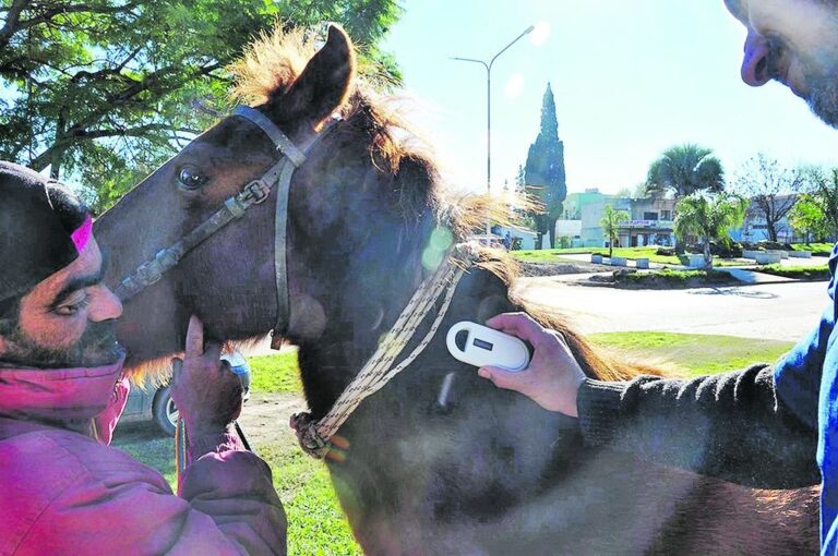La colocación de chips en los animales es para identificar a sus dueños. Gentileza Municipalidad Concepción del Uruguay