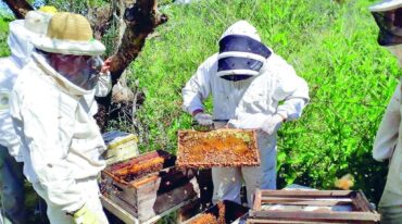 La miel entrerriana con la posibilidad concreta de llegar al otro lado del mundo. Gentileza