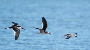 Es todo un aventura para los grupos humanos entender que pueden convivir con la fauna autóctona. Gentileza Sudeste