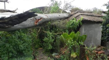 El enorme árbol se desplomó sobre la vivienda de esta familia sanjavierina que