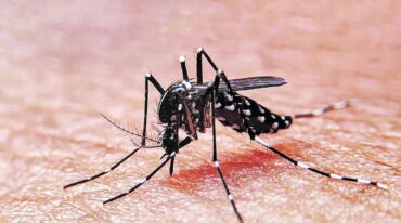 El mosquito Aedes aegypti es el transmisor de la enfermedad viral.  Captura digital