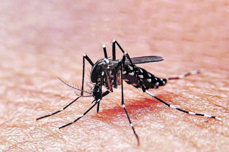 El mosquito Aedes aegypti es el transmisor de la enfermedad viral.  Captura digital