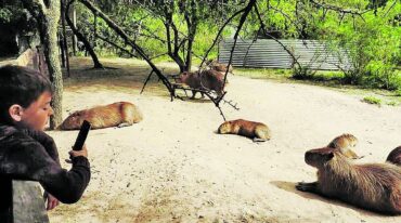 Los roedores más grande del mundo acaparan las miradas en La Chinita. Gentileza Reserva La Chinita