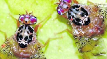 La calidad del producto depende en buena medida de la efectividad con que se combata la Mosca de los frutos.