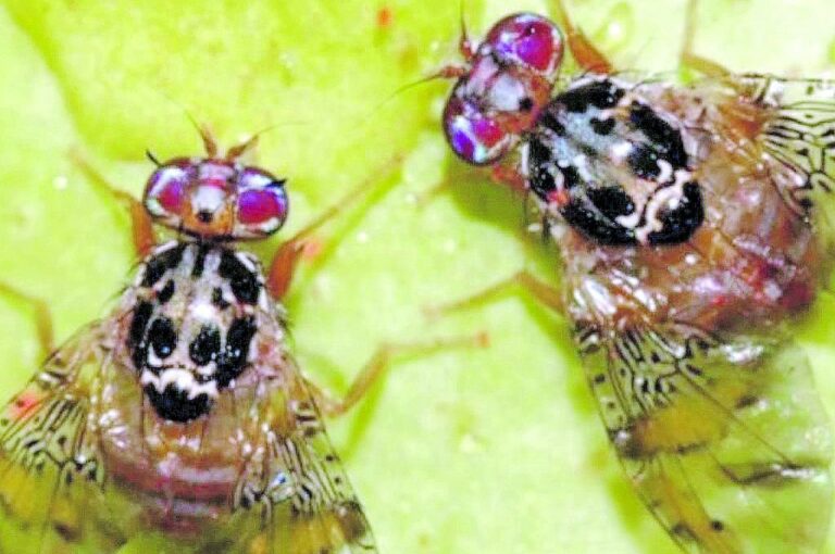 La calidad del producto depende en buena medida de la efectividad con que se combata la Mosca de los frutos.