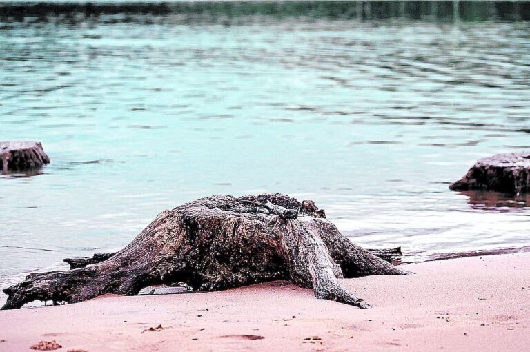 El escaso caudal dejó al descubierto un gran "cementerio de árboles" donde hace tiempo había un parque. Gentileza Guido Di Gioia