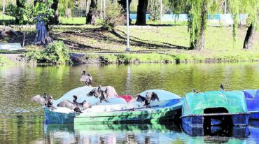 Diferentes especies de aves se posan en los botes del Parque Gazzano de Paraná