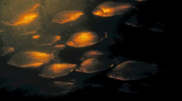 Las grandes agregaciones de peces realizan su derrotero escapándole a las aguas poco profundas de lagunas y arroyos.