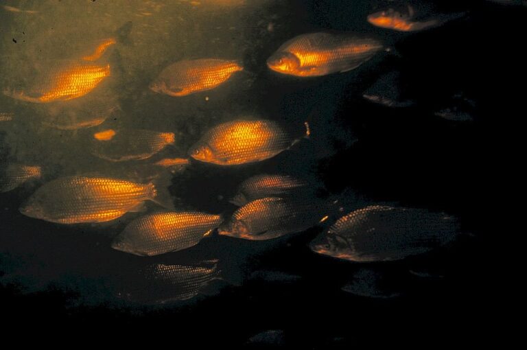 Las grandes agregaciones de peces realizan su derrotero escapándole a las aguas poco profundas de lagunas y arroyos.