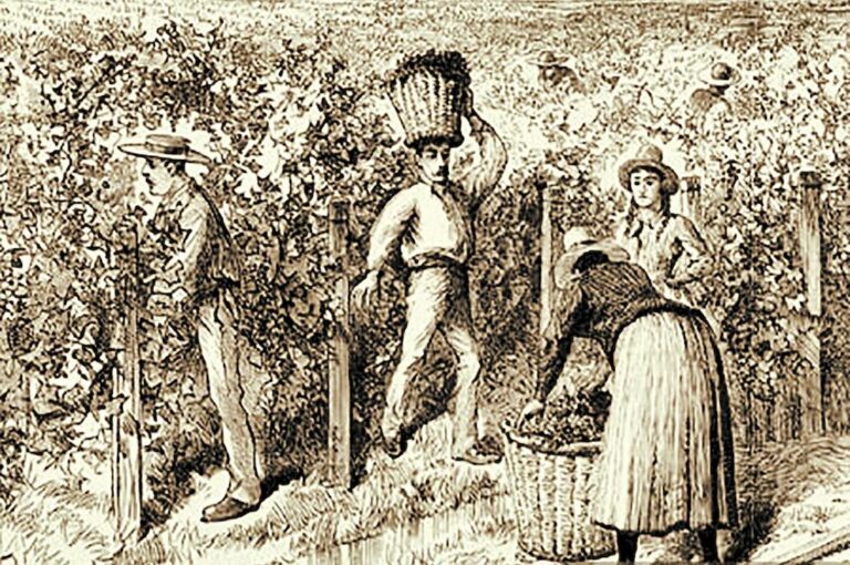 En la diversidad productiva que caracterizó a Victoria en el siglo XIX