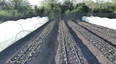 'La producción hortícola no conoce límites porque no sólo podemos subir la producción para el autoabastecimiento sino que el excedente tiene mercado fuera de la provincia'