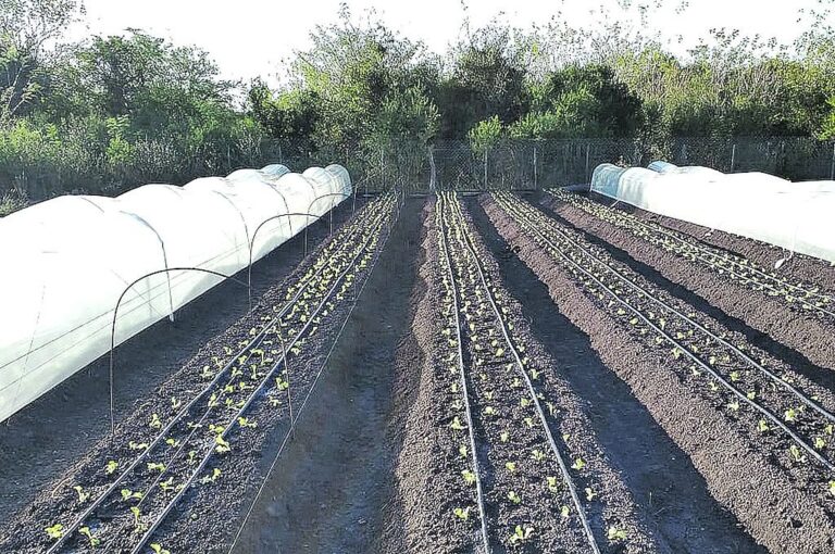 'La producción hortícola no conoce límites porque no sólo podemos subir la producción para el autoabastecimiento sino que el excedente tiene mercado fuera de la provincia'