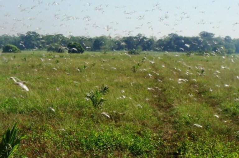 Los especialistas destacaron que se trata de langosta sudamericana