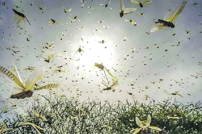 Unas 400 millones de langostas se calculan en la manga que está próxima a Entre Ríos.