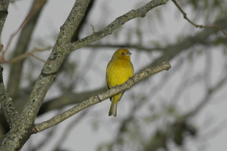 Un jilguero dorado. El problema es que las quemas destruyeron miles de árboles