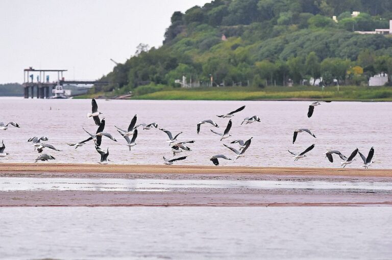 Una bandada de pájaros 'despega' del banco de arena que emergió este año entre las islas Puente y Curupí