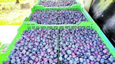 Una buena noticia es que en breve habrá vuelos hacia los principales mercados de arándanos.