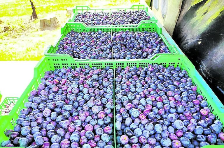 Una buena noticia es que en breve habrá vuelos hacia los principales mercados de arándanos.