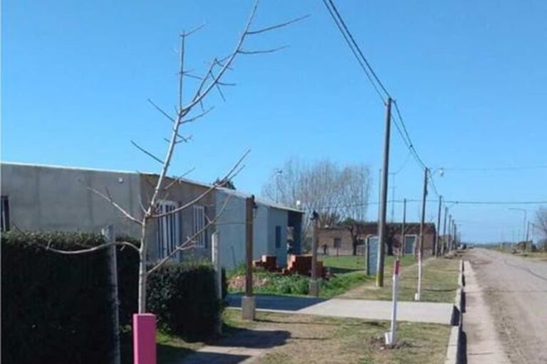 La nueva cortina forestal que tendrá San Carlos Norte incorpora cerca de un 1 kilómetro