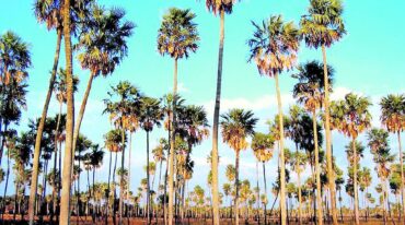 En el Parque Nacional El Palmar existen palmeras que tienen más de 300 años y aunque en distintos puntos de la provincia aún se pueden encontrar manchones de palmares