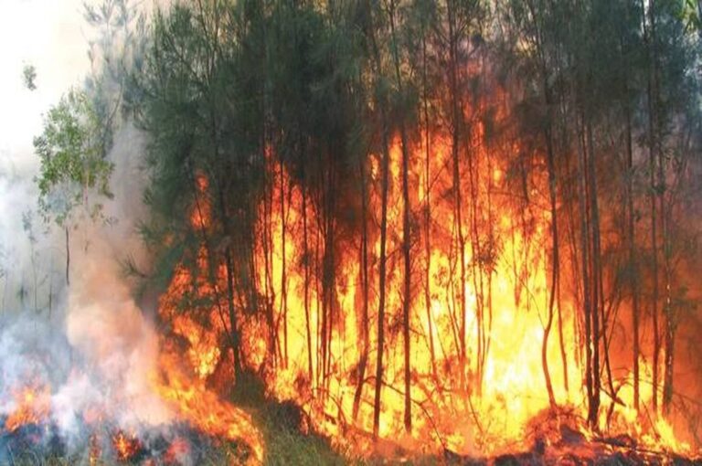 La problemática de los incendios forestales es una problemática difícil de erradicar en este 2020.