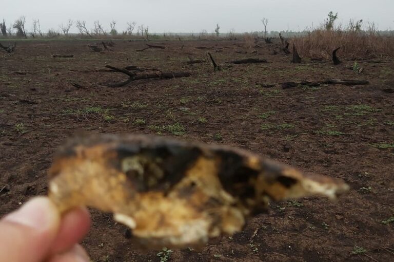 La base es utilizada por todos aquellos profesionales que estén involucrados en la cuestión ambiental y que particularmente estudien las islas. gentileza Observatorio Ambiental UNR