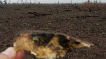 La base es utilizada por todos aquellos profesionales que estén involucrados en la cuestión ambiental y que particularmente estudien las islas. Gentileza Observatorio Ambiental