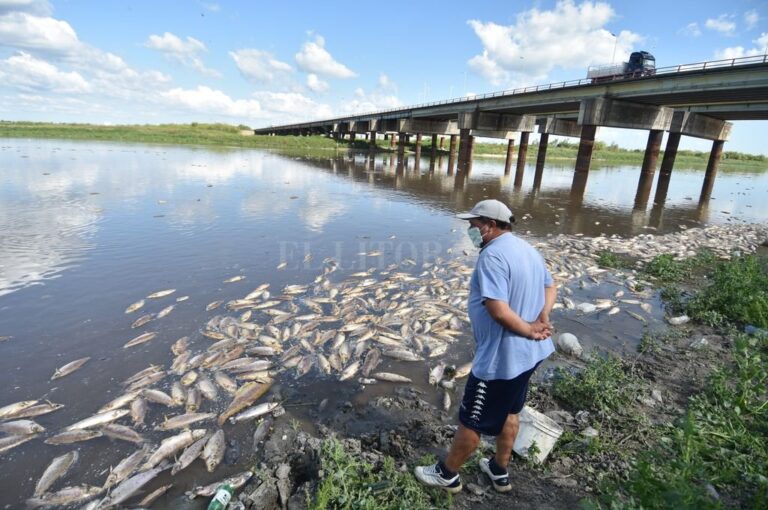 La imagen impacta y genera tristeza. La mortandad de peces en el río Salado