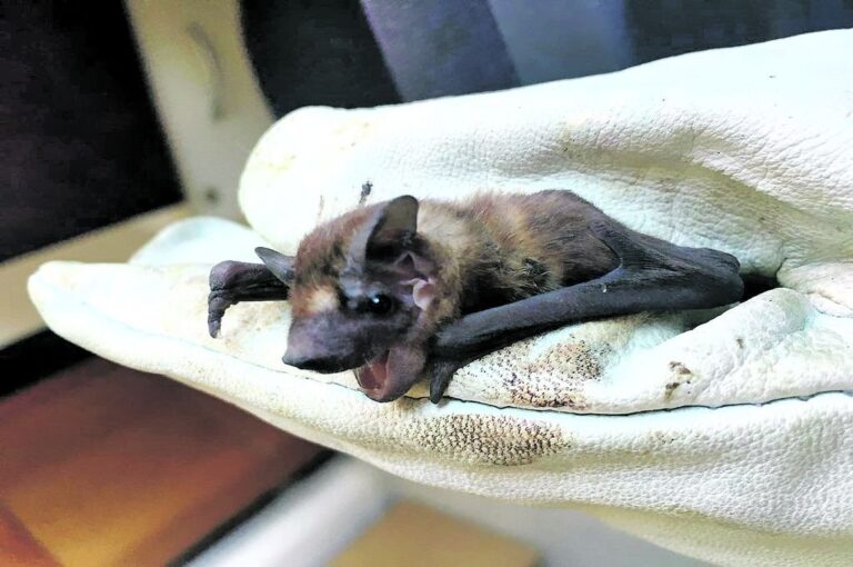 Los murciélagos toleran altas cargas virales sin enfermarse