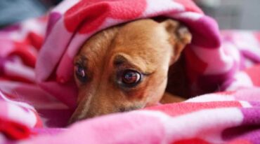 Una de las recomendaciones que destacó la veterinaria Soledad Masjoan es dejar a las mascotas en un lugar cerrado y seguro