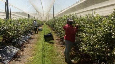 La producción de arándanos pagaba el 5% de retenciones.