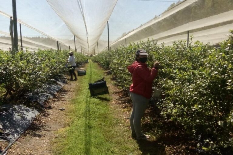 La producción de arándanos pagaba el 5% de retenciones.