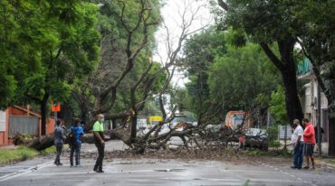 Un buen número de árboles se desplomaron por efecto de la tormenta del viernes en Rosario. gentileza La Capital