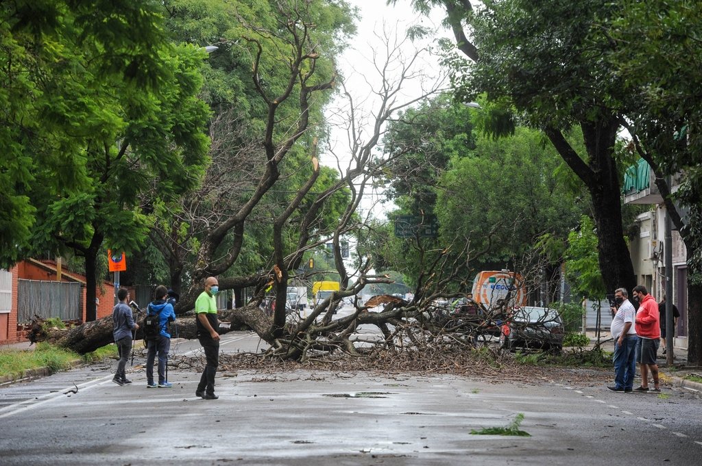 Un buen número de árboles se desplomaron por efecto de la tormenta del viernes en Rosario. gentileza La Capital